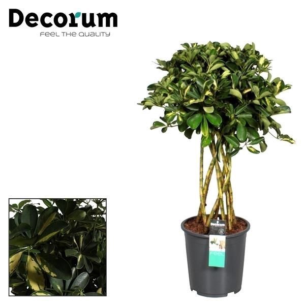 Schefflera Gold Capella