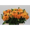 Dahlia PO 'Souvenir dEte'