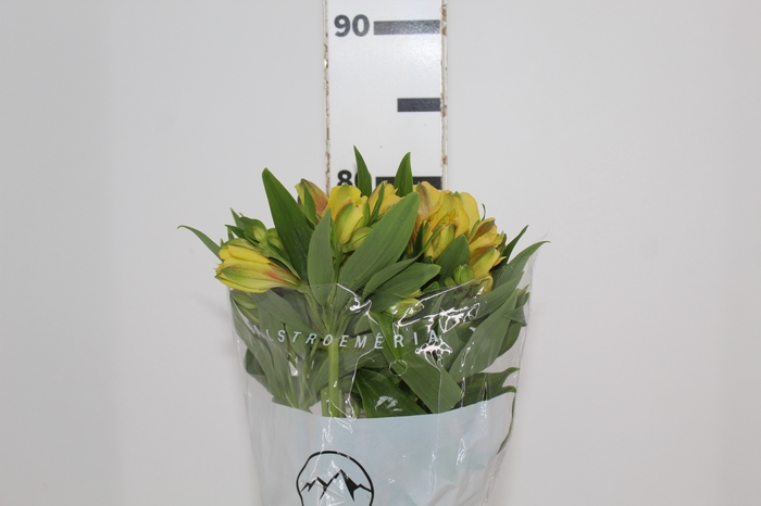 <h4>ALSTROEMERIA ALOHA 080 CM</h4>