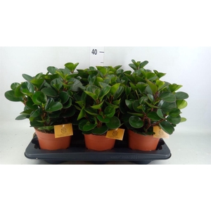 Peperomia obt. 'Burning Bush