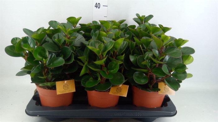 <h4>Peperomia obt. 'Burning Bush</h4>