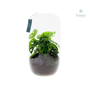 Green Bottle Isabella XXLarge met Monstera
