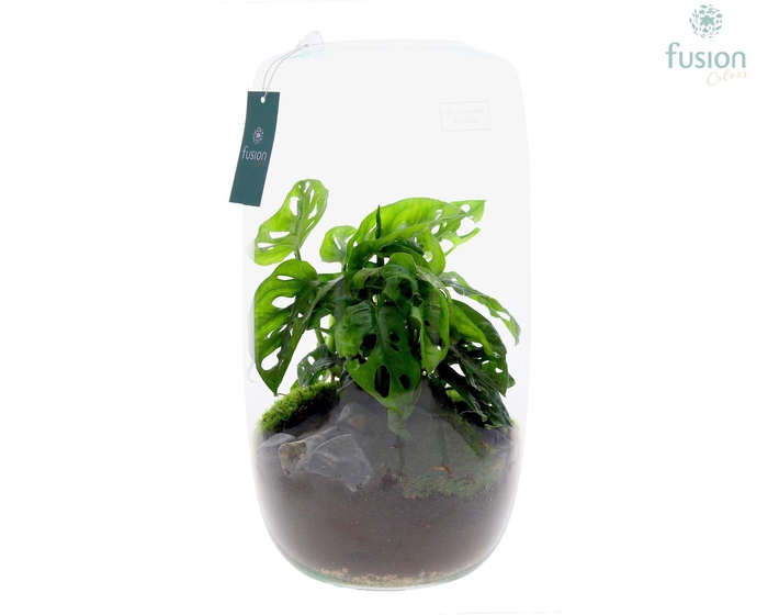 <h4>Green Bottle Isabella XXLarge met Monstera</h4>