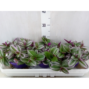 Tradescantia albif. 'Nanouk'