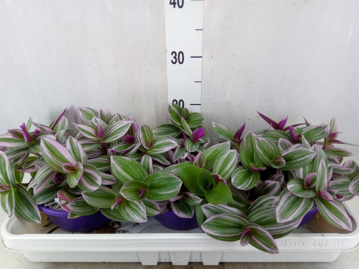 <h4>Tradescantia albif. 'Nanouk'</h4>