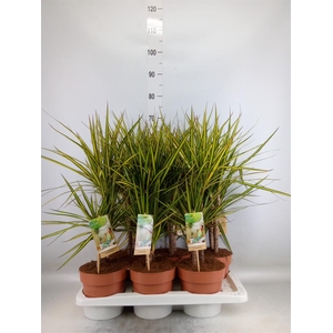 Dracaena marg. 'Sunray'