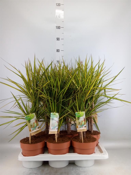 <h4>Dracaena marg. 'Sunray'</h4>