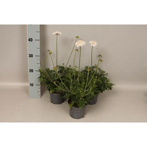 vaste planten 12 cm  Scabiosa White