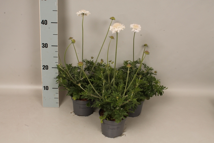 vaste planten 12 cm  Scabiosa White