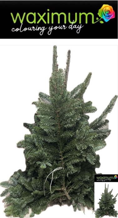 <h4>ABIES NORDMAN KILO</h4>