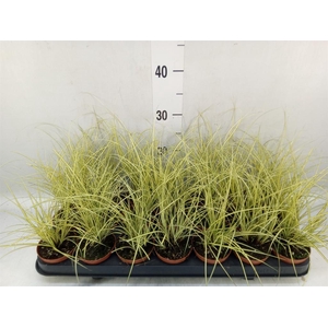 Carex brunnea 'Jenneke'