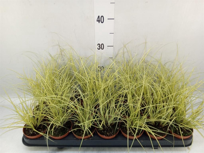 <h4>Carex brunnea 'Jenneke'</h4>