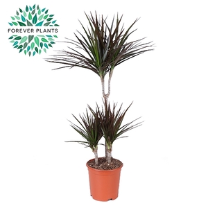 Dracaena Magenta p21 45+15+10