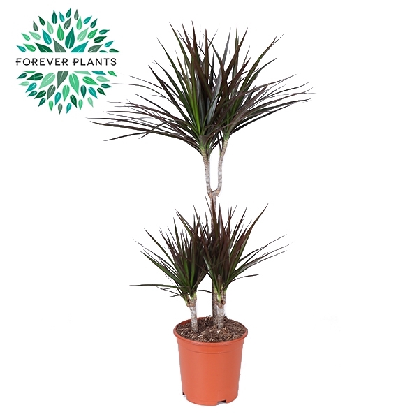 <h4>Dracaena Magenta p21 45+15+10</h4>