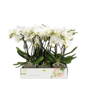 Phalaenopsis overig wit