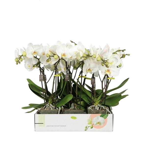 <h4>Phalaenopsis overig wit</h4>