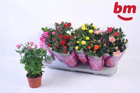 Rosa Beau Monde Gemengd