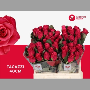 R GR TACAZZI+