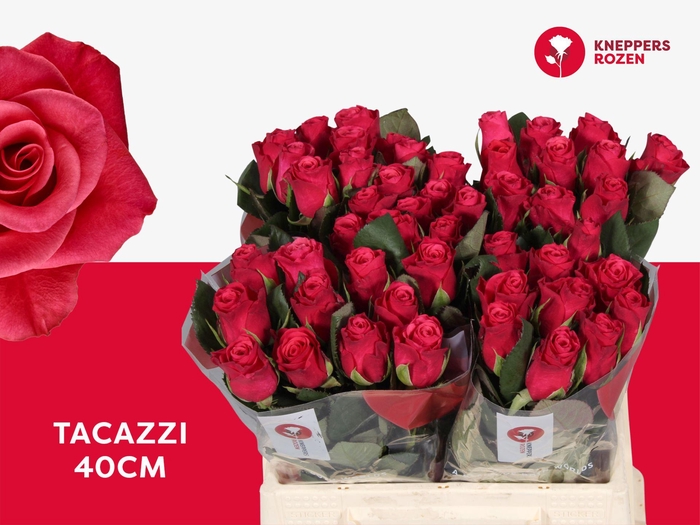 <h4>R GR TACAZZI+</h4>