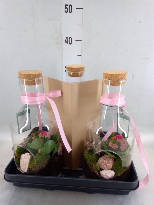 <h4>Arr.  Anthurium H%</h4>