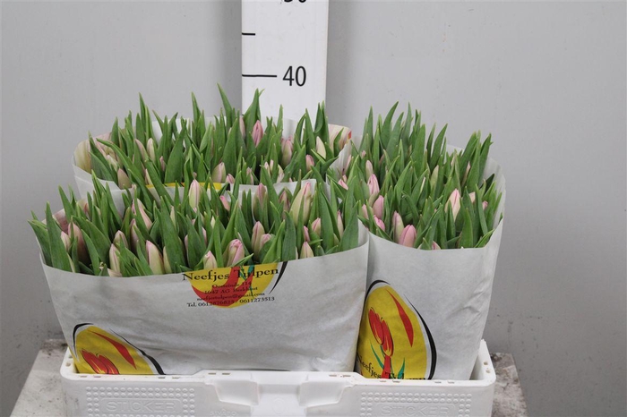 <h4>Tu En Aafke</h4>