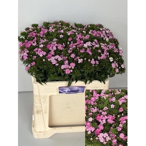 DI BARB AMAZON ROSE