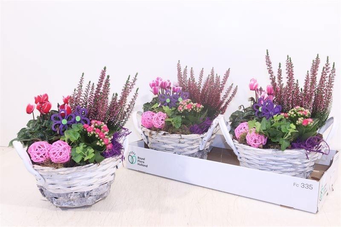 <h4>ARR TUINPLANTEN</h4>