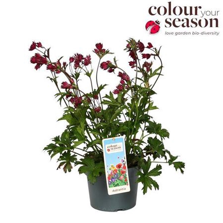 <h4>Astrantia Burgundy Manor P19</h4>