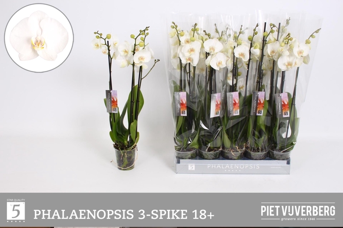 <h4>PHAL OV WIT</h4>