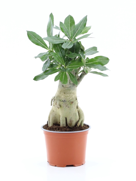 <h4>Adenium obesum</h4>