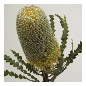 Banksia Speciosa