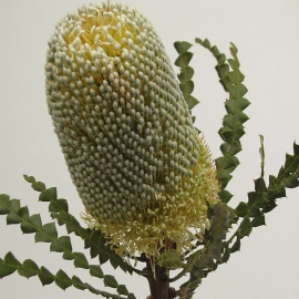 <h4>Banksia Speciosa</h4>