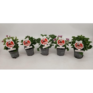 Pelargonium 'Anti-Mosquito' mix
