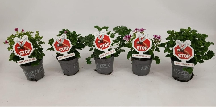 <h4>Pelargonium 'Anti-Mosquito' mix</h4>