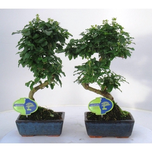 Ligustrum sinensis, 15cm., shape, without drip tray