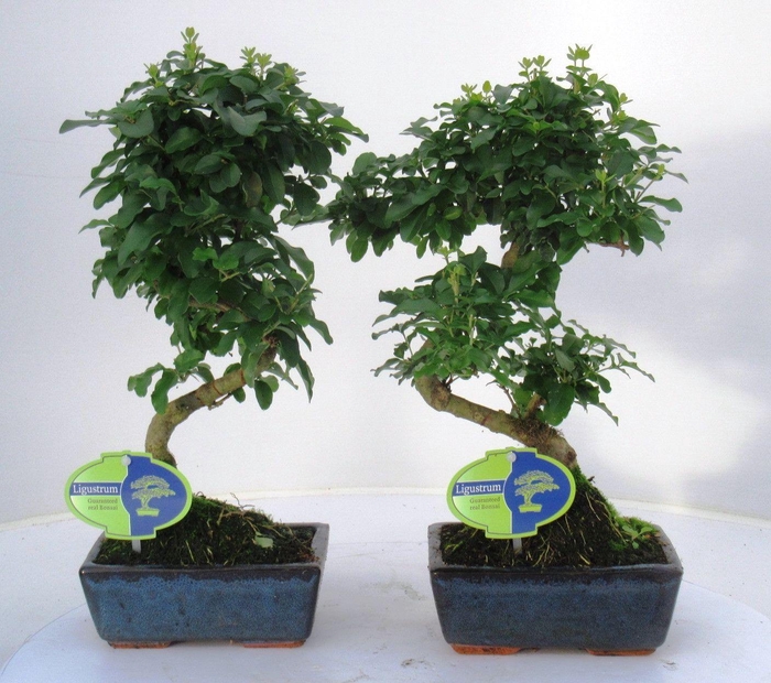 <h4>Ligustrum sinensis, 20cm., shape, without drip tray</h4>