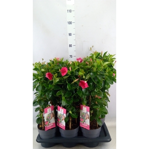 Mandevilla  'Sundavil Pink'
