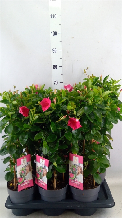 <h4>Mandevilla  'Sundavil Pink'</h4>