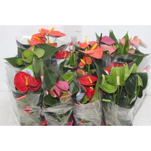 ANTHURIUM VARIADO P09