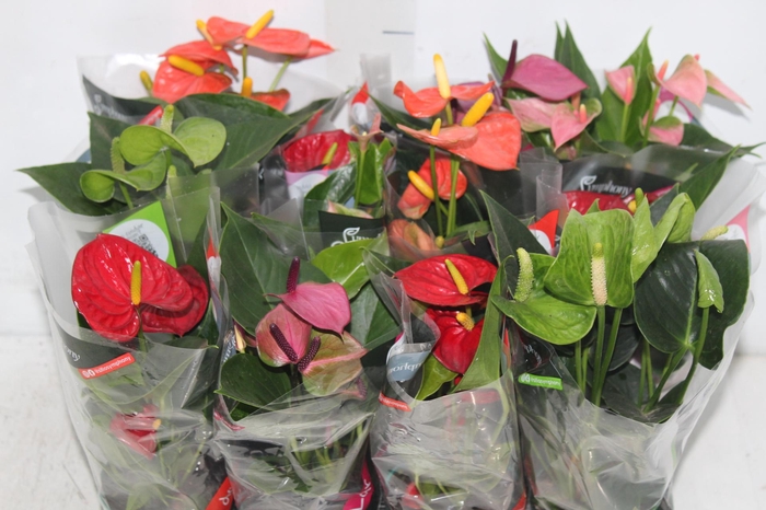<h4>ANTHURIUM VARIADO P09</h4>