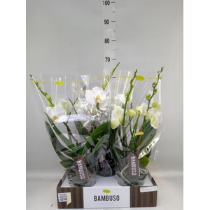 Phalaenopsis   ...white