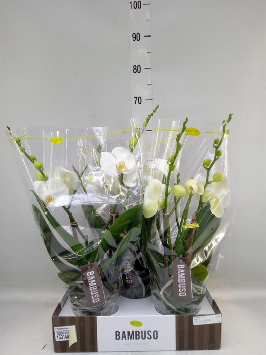 <h4>Phalaenopsis   ...white</h4>