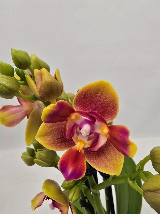 <h4>Limited 08 week 15</h4>