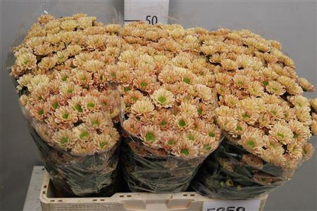 <h4>Chr S Rossi Salmon</h4>