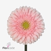 Gerbera diamond fem