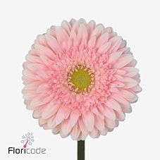 Gerbera diamond fem