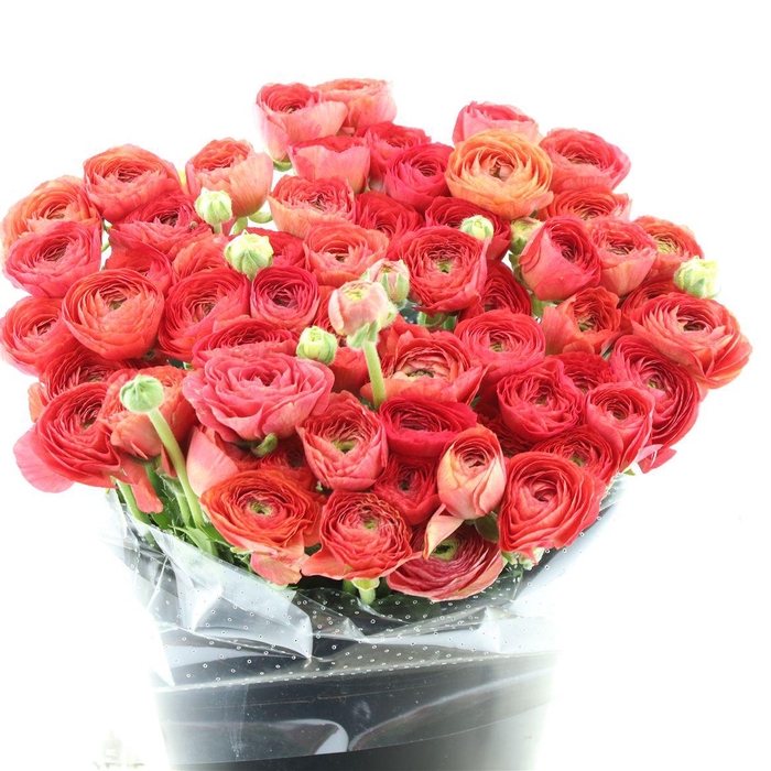 <h4>Ran Su Sr Fragolino</h4>