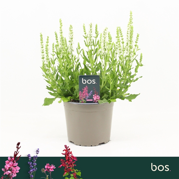 <h4>Salvia Nemorosa, Sensation White</h4>