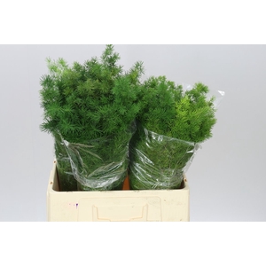 Asparagus Umbellatus