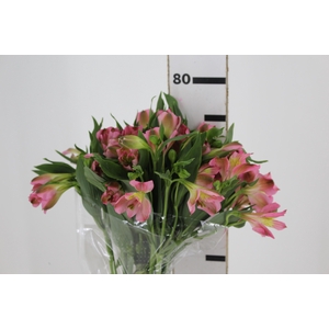 ALSTROEMERIA LIVORNO 080 CM